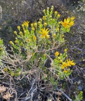 California goldenbush